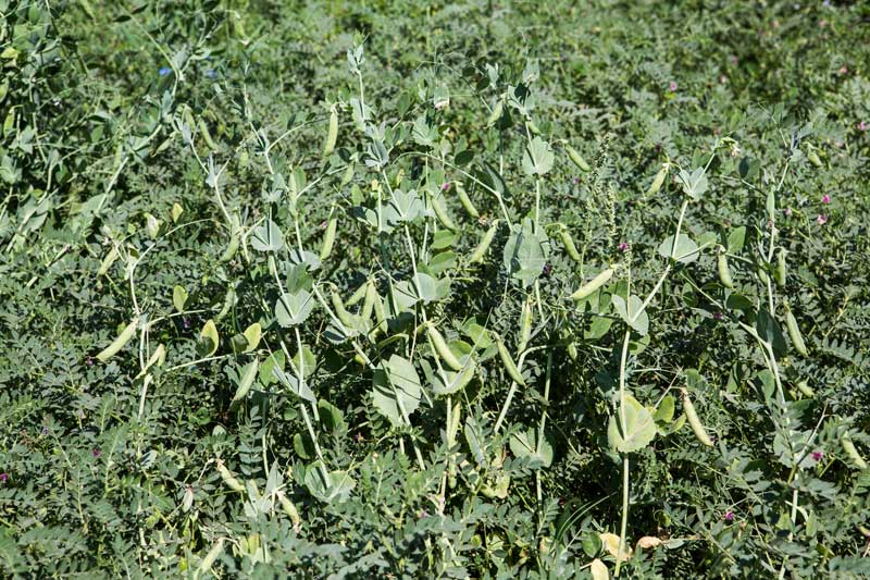 Pea crop growing in Patesar Ahar bed in Kaimur district, Bihar